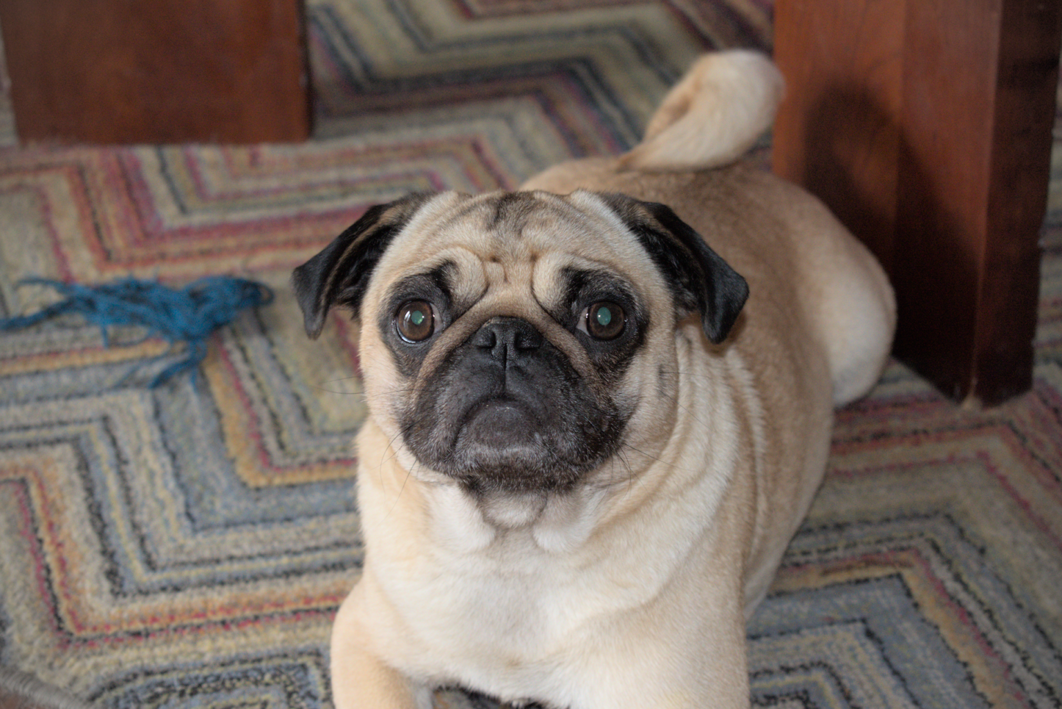 Ruby Sheba Our Girls - ABC of Pugs