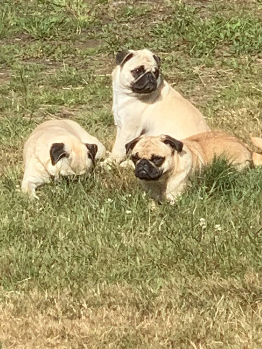 Ruby Sheba Our Girls - ABC of Pugs
